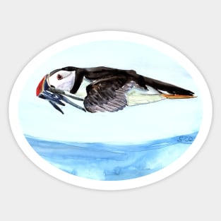 Atlantic Puffin flying over the ocean Sticker